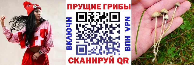 Псилоцибиновые грибы мицелий  купить закладку  Великий Новгород 